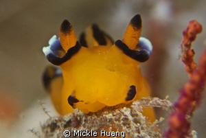 Bite bite bite. 
A feeding nudibranch, Thecacera pacific... by Mickle Huang 